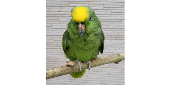ボウシインコ
