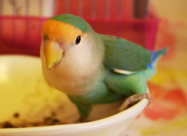 コザクラインコ