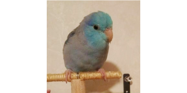 マメルリハインコ