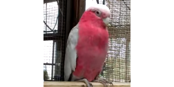 モモイロインコ