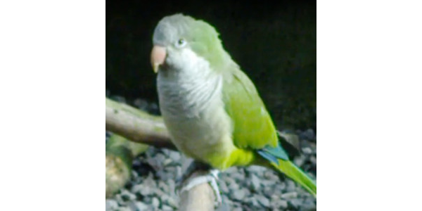 オキナインコ