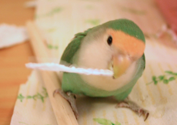 インコの種類・性格・寿命・値段のまとめ