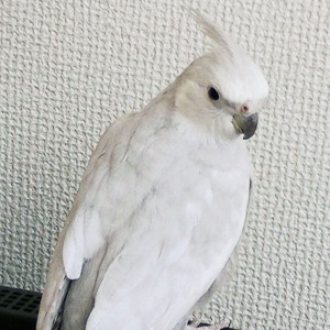 オカメインコのくぅちゃん