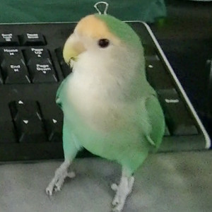 安堵のサクラちゃん