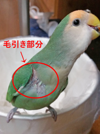サクラの毛引き