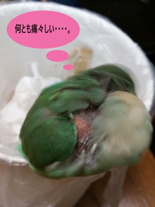 サクラの毛引き2
