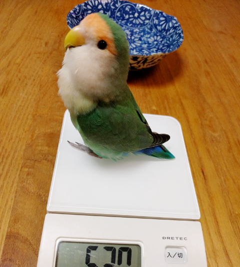 コザクラインコの体重測定