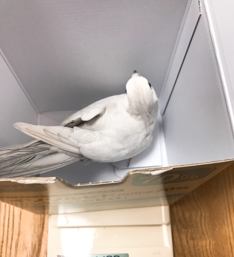 オカメインコの体重測定