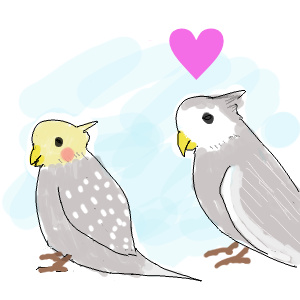 オカメインコの恋