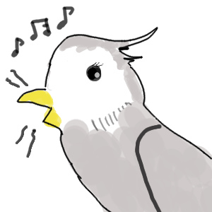 オカメインコ歌う