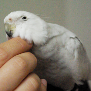 オカメインコを撫でる1