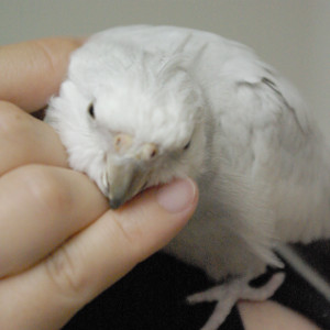 オカメインコを撫でる2