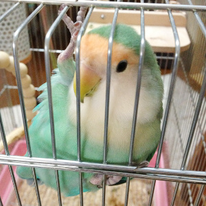 元気なコザクラインコ