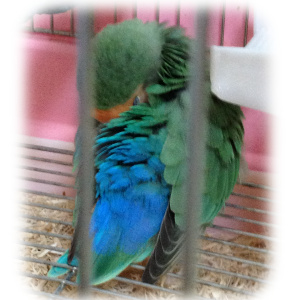 寒がるインコ