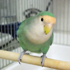 止まり木にいるコザクラインコ