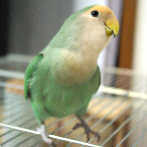 ご機嫌なコザクラインコき