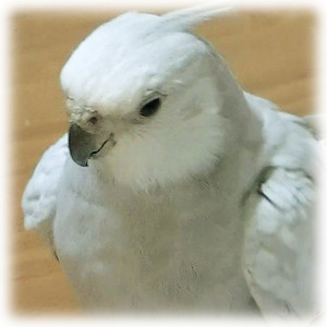 オカメインコ くぅ