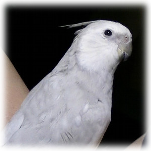 オカメインコ くぅ2