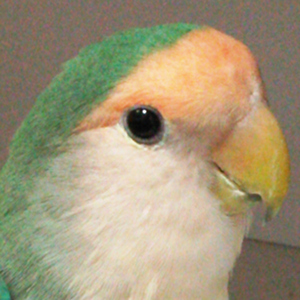 インコの目