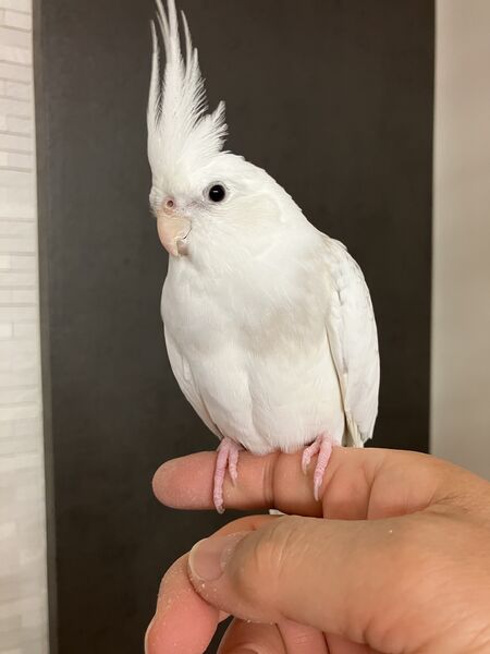 岡部町三輪でホワイトフェイスのオカメインコが迷子になりました