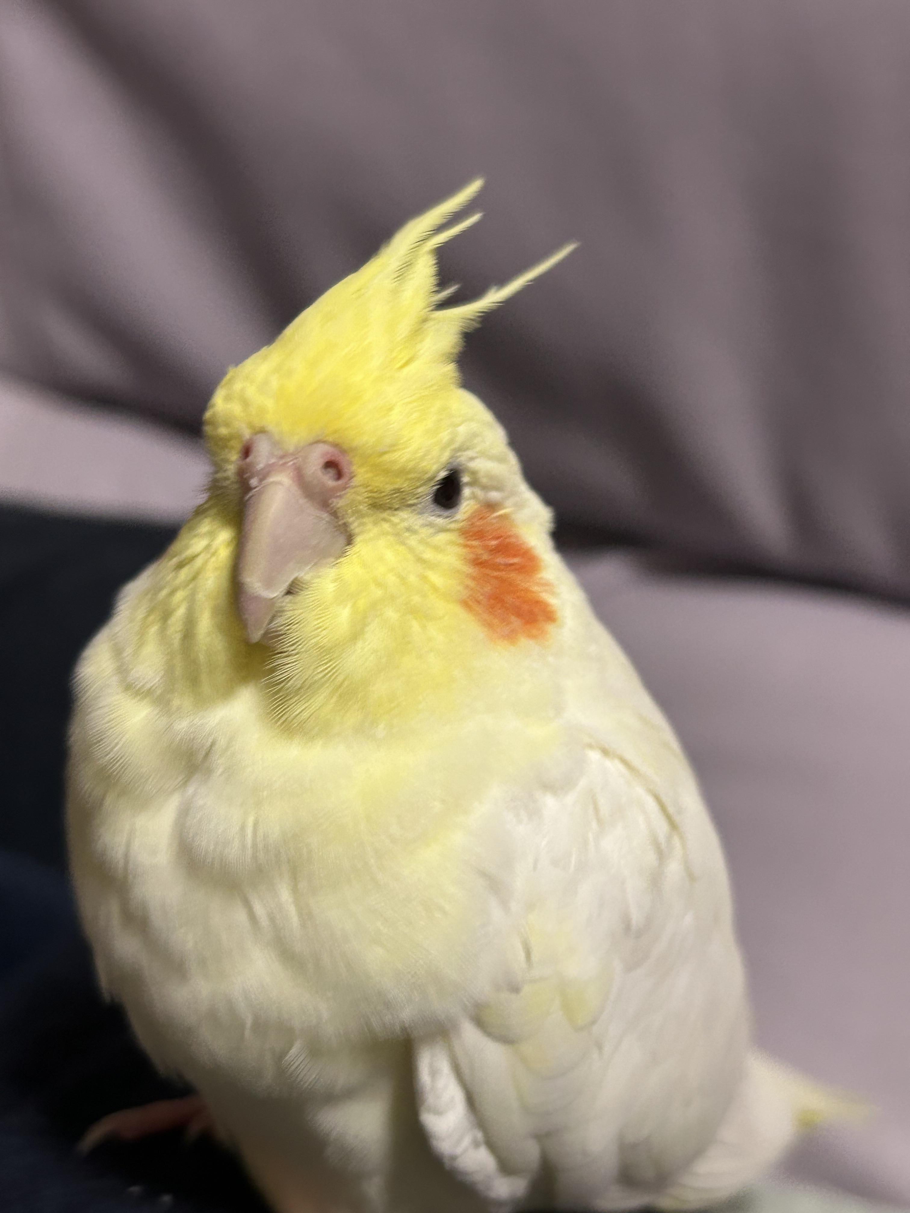 オカメインコ 幸せの♡いきものたち】 オカメインコ | 生物園オンラインショップ