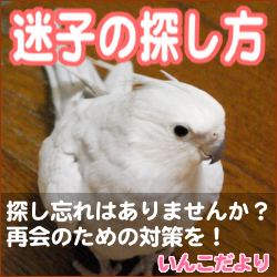 インコの迷子探し方