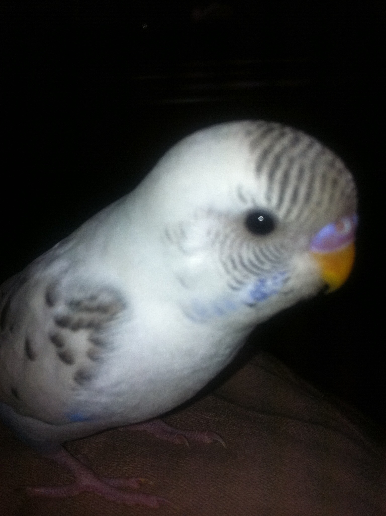 ユーザーの写真