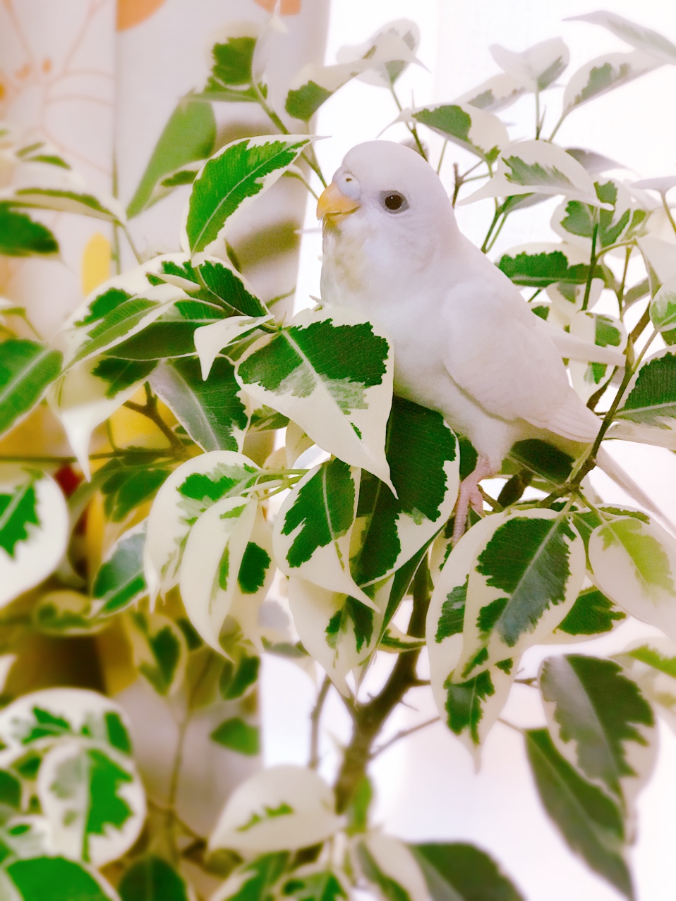 ユーザーの写真