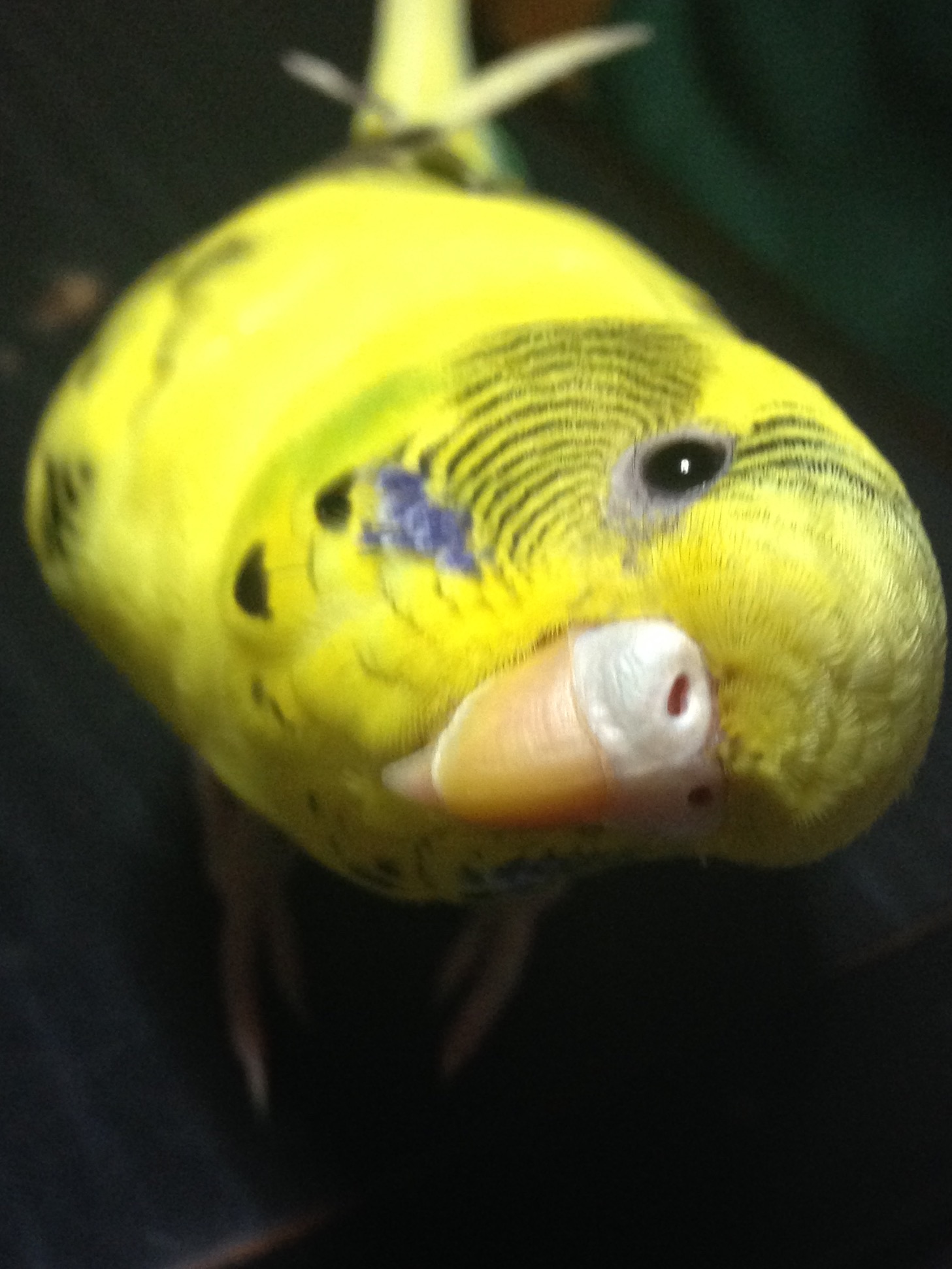 ユーザーの写真
