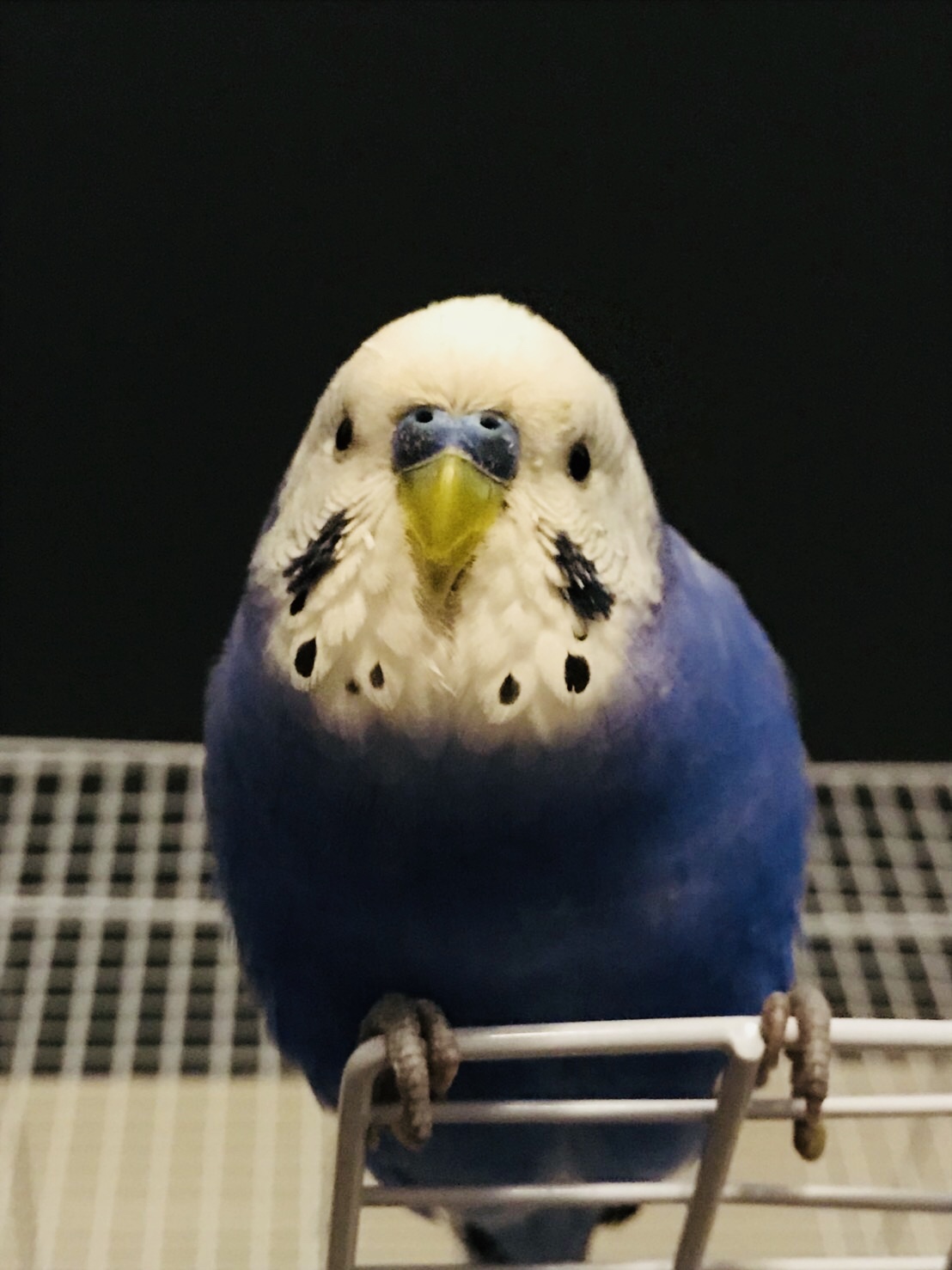 ユーザーの写真
