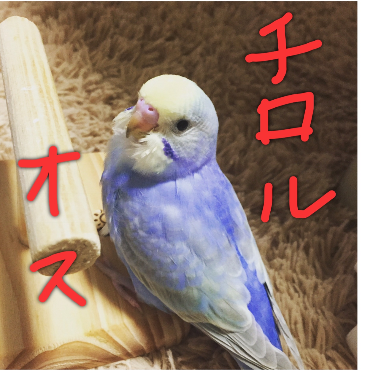 ユーザーの写真