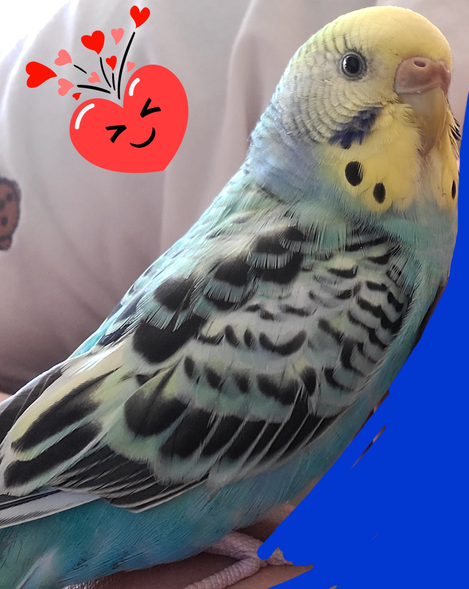 ユーザーの写真