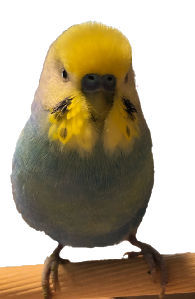 ユーザーの写真