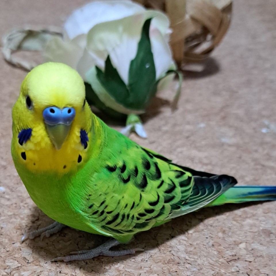 ユーザーの写真