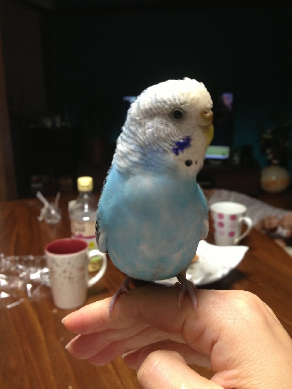 ユーザーの写真