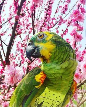 コメントの画像