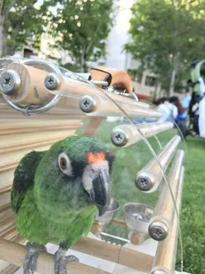 コメントの画像