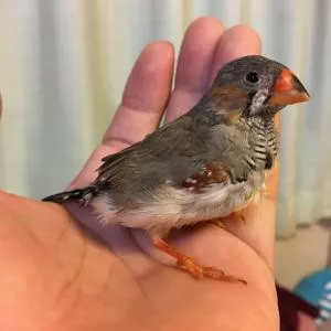 コメントの画像