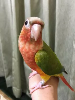 コメントの画像