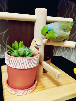 コメントの画像