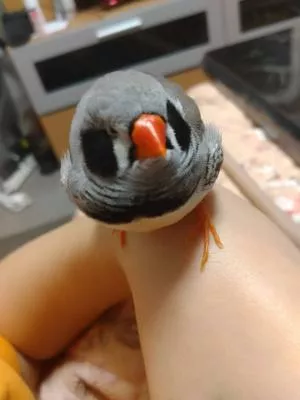 コメントの画像