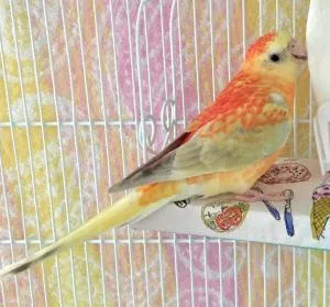 コメントの画像