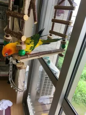 コメントの画像