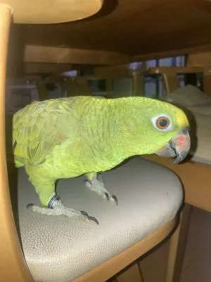 コメントの画像