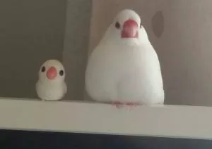 コメントの画像