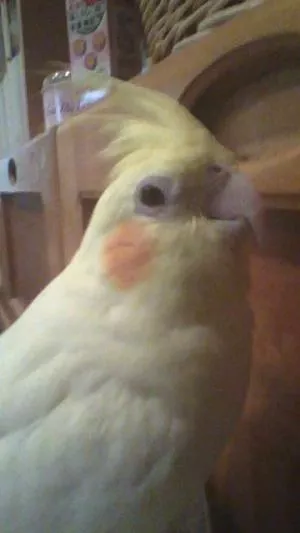 コメントの画像