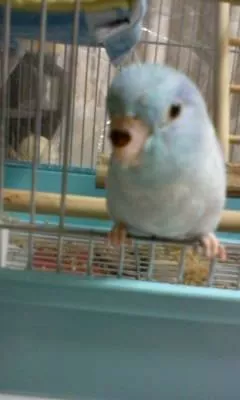 コメントの画像