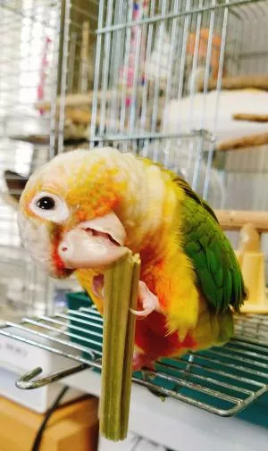 コメントの画像