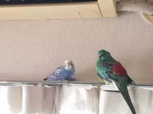 コメントの画像