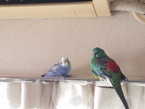 コメントの画像
